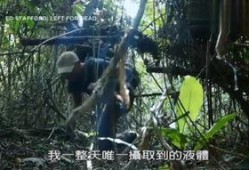 森林视频在线观看,在线观看森林视频之旅