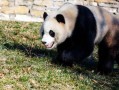 大熊猫小奇迹邻居爆料视频,大熊猫生活日常大揭秘