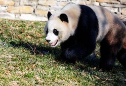 大熊猫小奇迹邻居爆料视频,大熊猫生活日常大揭秘