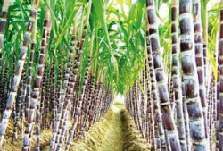 郑州甘蔗爆料最新消息,最新进展揭秘郑州甘蔗市场动态