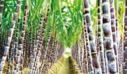 郑州甘蔗爆料最新消息,最新进展揭秘郑州甘蔗市场动态