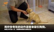 狗崽直播爆料视频下载,精彩瞬间与幕后故事