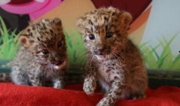 动物小花爆料视频播放,揭秘动物世界幕后精彩瞬间