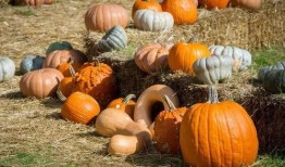 吃瓜小南第一集免费观看,揭秘神秘事件背后的真相