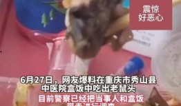 最新老鼠爆料视频大全集,视频大全集深度解析