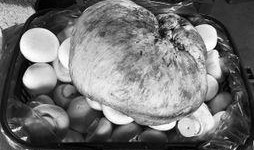 蘑菇爆料最新,揭秘娱乐圈最新热点事件