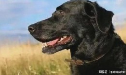 大狗最新爆料新闻报道视频,最新爆料新闻报道视频深度解析