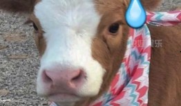 娱乐吃瓜酱老鼠