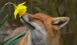 动物小花爆料视频播放,揭秘动物世界幕后精彩瞬间