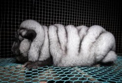 《皮毛》在线观看,揭秘动物皮毛产业背后的秘密