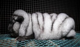 《皮毛》在线观看,揭秘动物皮毛产业背后的秘密