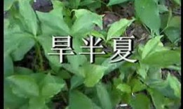 白术最新技能爆料,神秘力量助力战场制胜