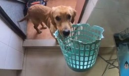 大狗最新爆料新闻报道视频,最新爆料新闻报道视频深度解析