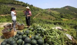 云兰吃瓜免费入口,免费入口带你畅享美味瓜果盛宴