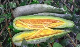 射阳网红吃瓜事件,揭秘网络舆论背后的真相与争议