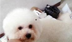 大狗最新爆料视频大全,揭秘热点事件背后的真相