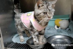 南阳小灰熊爆料事件最新,真相与争议交织的动物保护风波