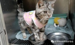 南阳小灰熊爆料事件最新,真相与争议交织的动物保护风波