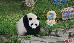 大熊猫小奇迹邻居爆料视频,大熊猫生活日常大揭秘